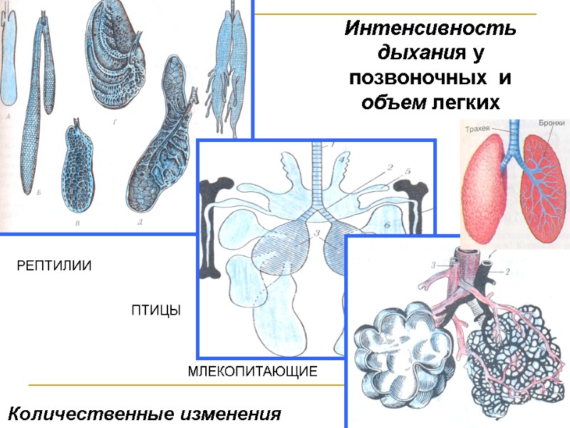 Интенсивность дыхания у позвоночных и объем легких РЕПТИЛИИ ПТИЦЫ МЛЕКОПИТАЮЩИЕ Количественные изменения Интенсивность дыхания у позвоночных и объем легких РЕПТИЛИИ ПТИЦЫ МЛЕКОПИТАЮЩИЕ Количественные изменения